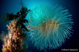 Tubeworm Tree by Marco Gargiulo 
